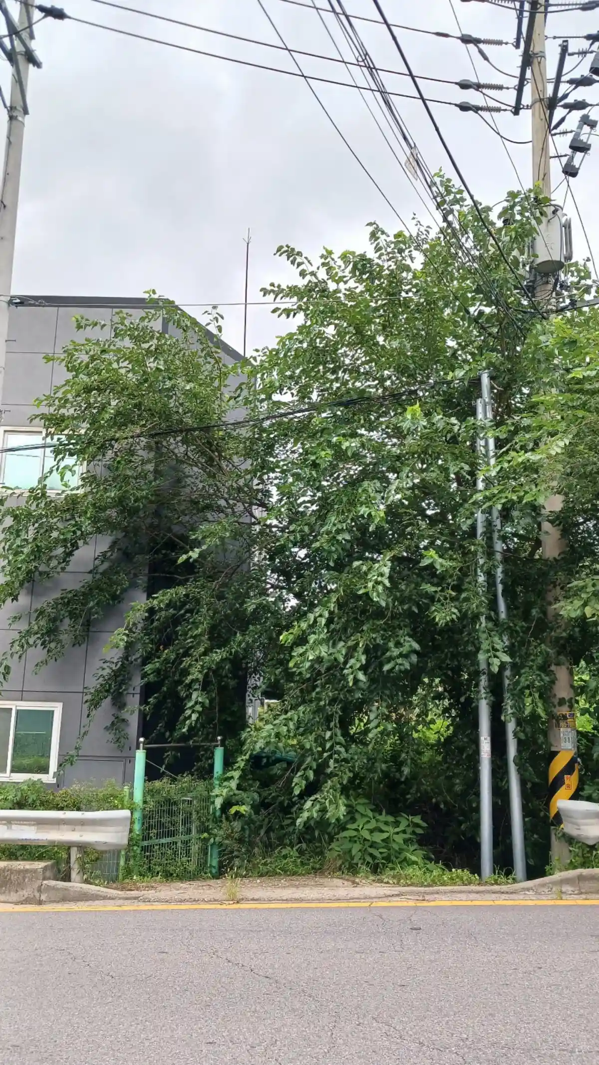 경기 광주, 공장 옆 전기줄 걸린 나무제거 출장사례