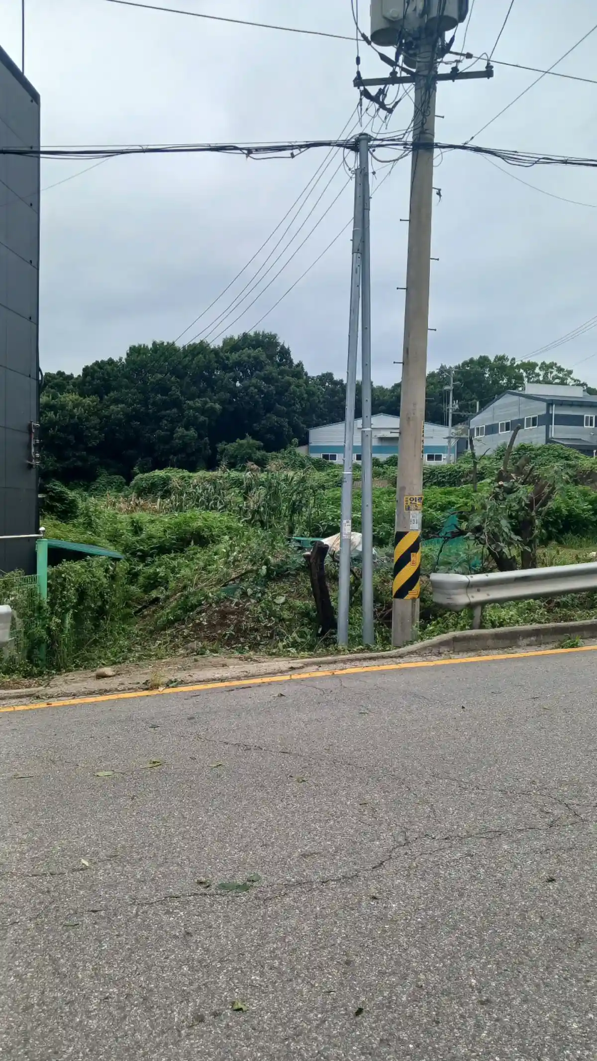 경기 광주 공장 옆 전기줄 걸린 나무제거 작업 후 정리된 모습