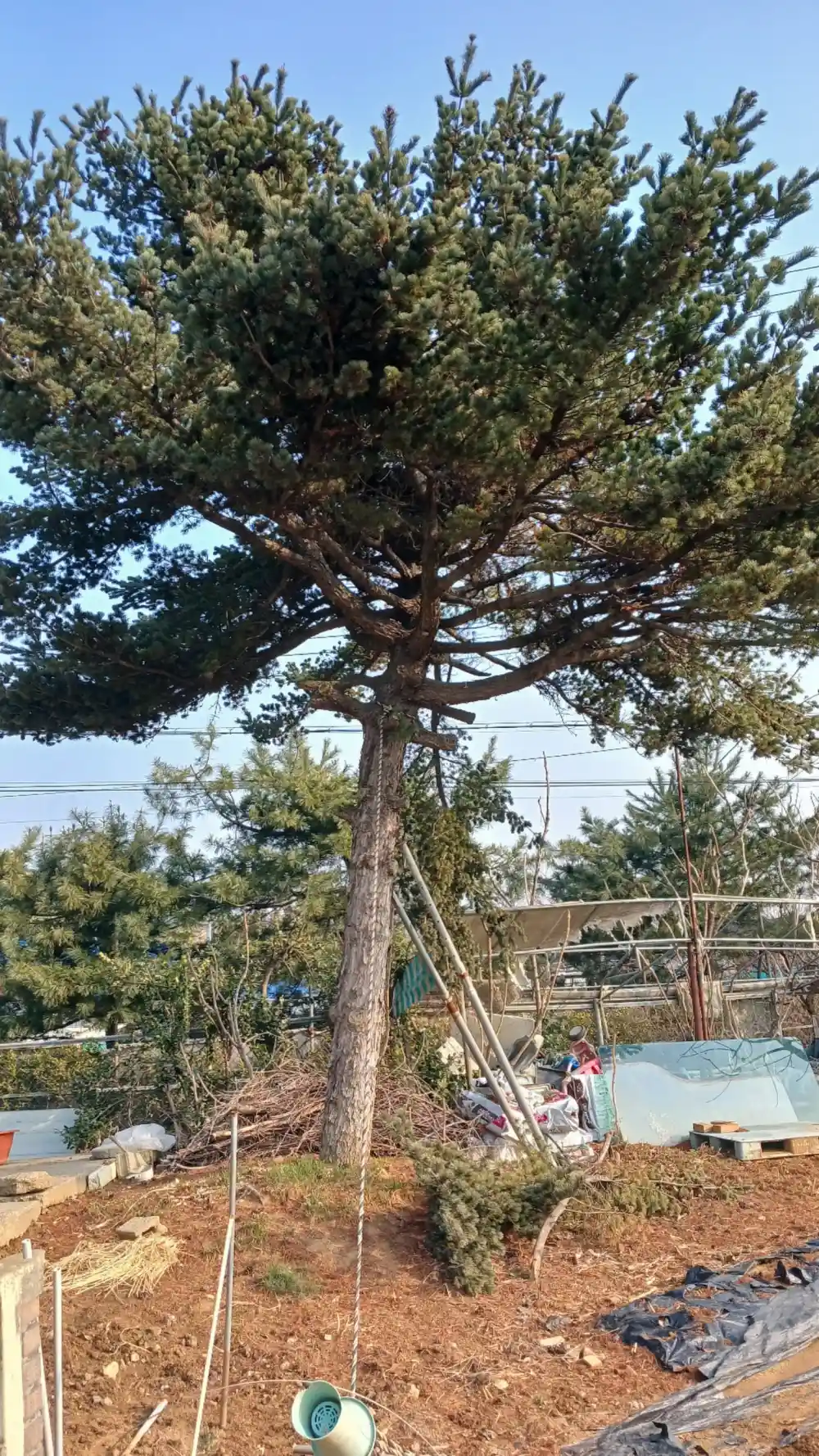 경기 부천, 단독주택 소나무벌목 출장사례