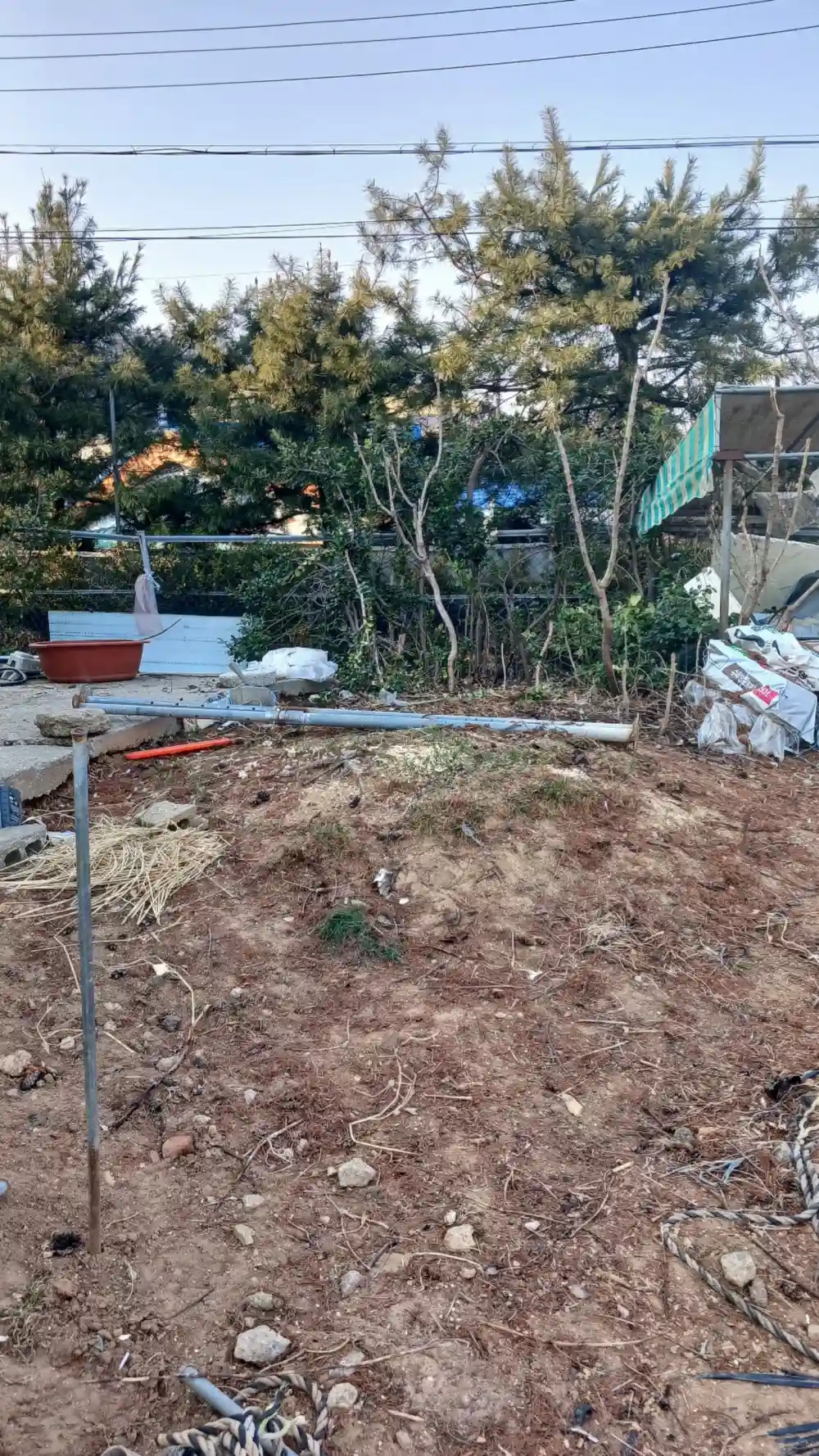 부천 단독주택 소나무벌목 작업 완료 사진