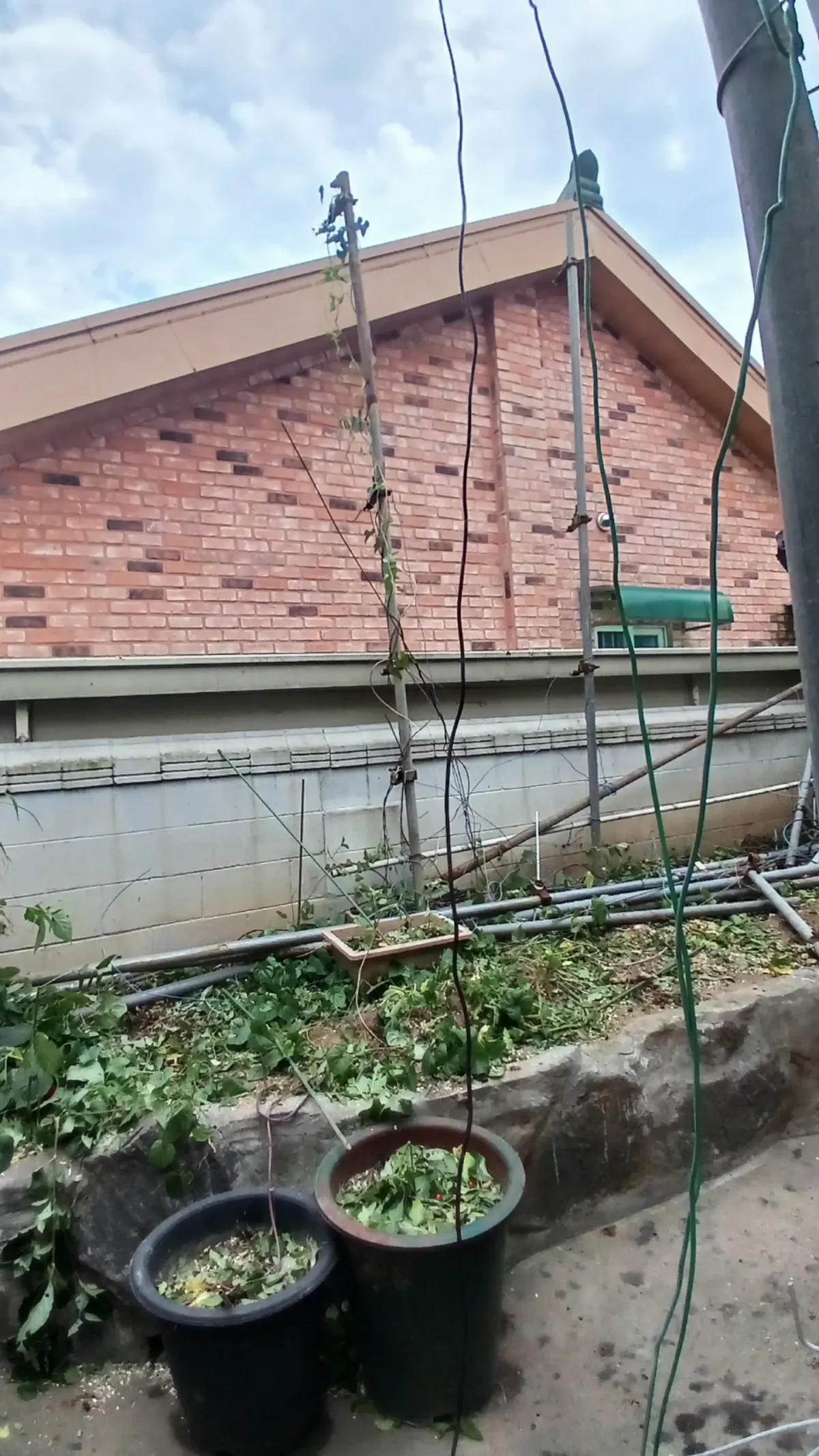 인천 개인주택 화단 나무벌목 작업 후 정리된 모습